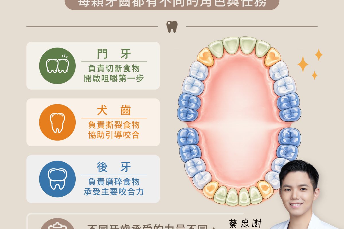 牙齒裡最忙的其實不是門牙-01