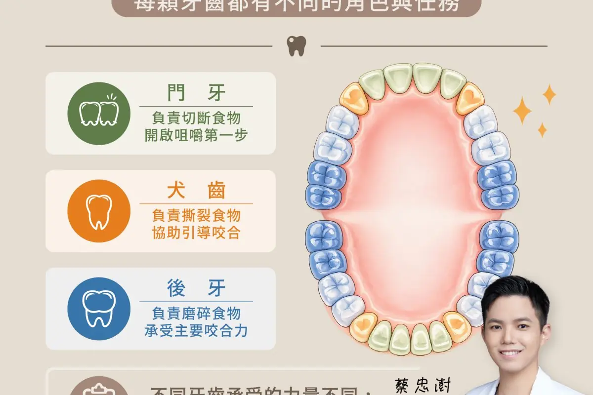 牙齒裡最忙的其實不是門牙-01